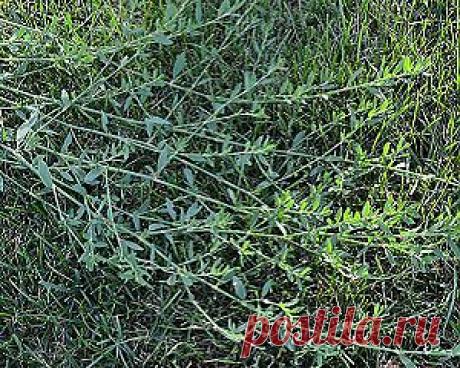 Полезные свойства спорыша