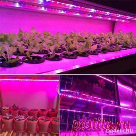 Какие фитолампы лучше для рассады и как правильно ими пользоваться? | 6 соток