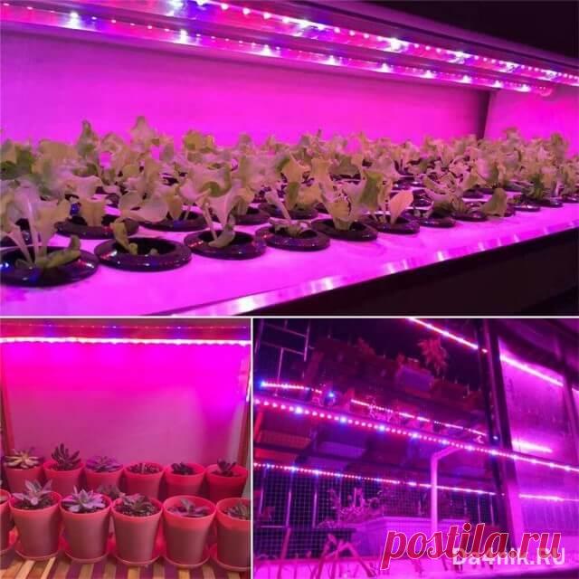 Какие фитолампы лучше для рассады и как правильно ими пользоваться? | 6 соток