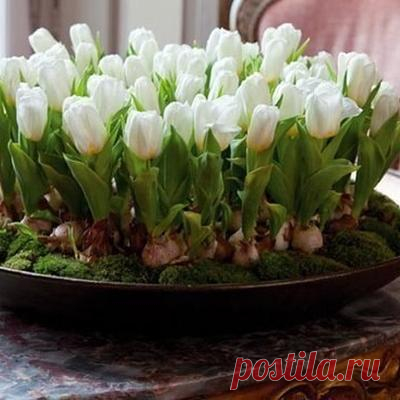 Домашняя клумба с тюльпанами