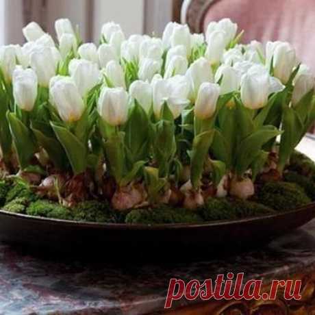 Домашняя клумба с тюльпанами