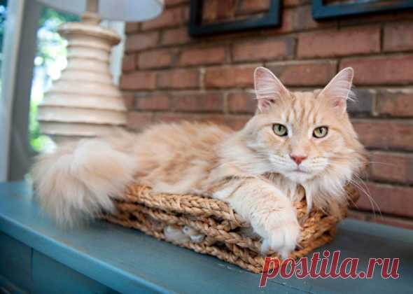 Три самые популярные породы кошек в России | PetTips