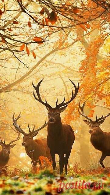 deer
