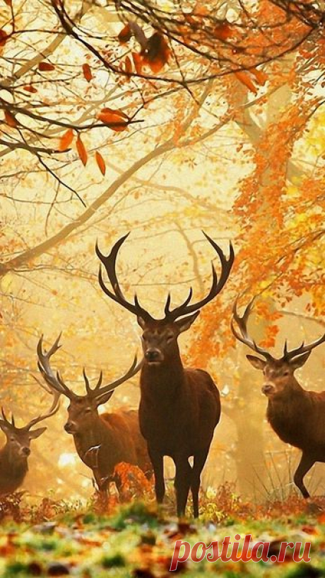 deer
