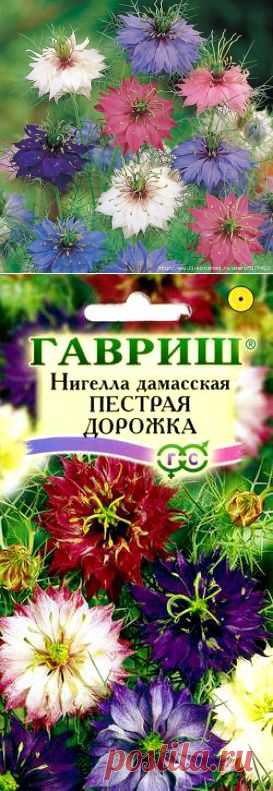 НИГЕЛЛА ДАМАССКАЯ (ЧЕРНУШКА).