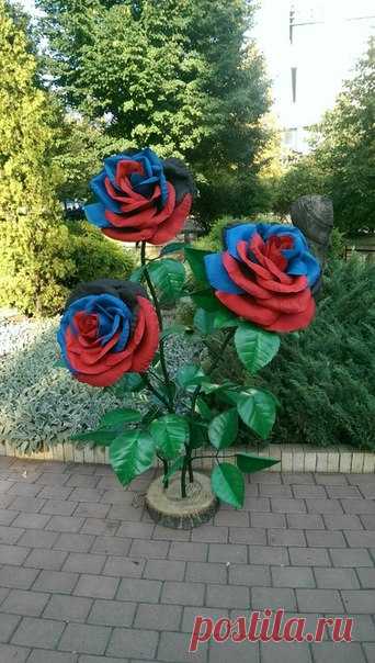 Сегодня мы отмечали #ДеньГородаДонецка и #ДеньШахтера!!! 
Гулял весь город, ведь почти в каждой семье есть шахтер! Массовые гуляния в самых красивых местах города, море развлекательных программ.
К этому дню я подготовила кустик республиканских #роз.
Весь день возле него щелкали телефоны и фотоаппараты. 
К сожалению, я не смогла сделать ни кадра (телефон решил отдохнуть и показать мне свой глюк). Но, надеюсь, на фото от дончан!

#розаизфоамирана #ростовыецветы #гигантскиецветы #розовыйкуст