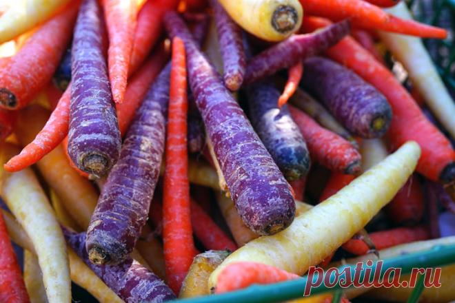 Разноцветная морковь | От чего зависит цвет моркови Давным-давно морковь не была оранжевой – она была багрового, белого, жёлтого, красного, зелёного и даже чёрного цветов. В этой статье мы расскажем какие существуют цвета моркови в наши дни и какими полезными свойствами обладает каждый её вид …