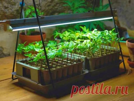 Все о фитолампах: выбор и использование. Топ-10 моделей фитоламп