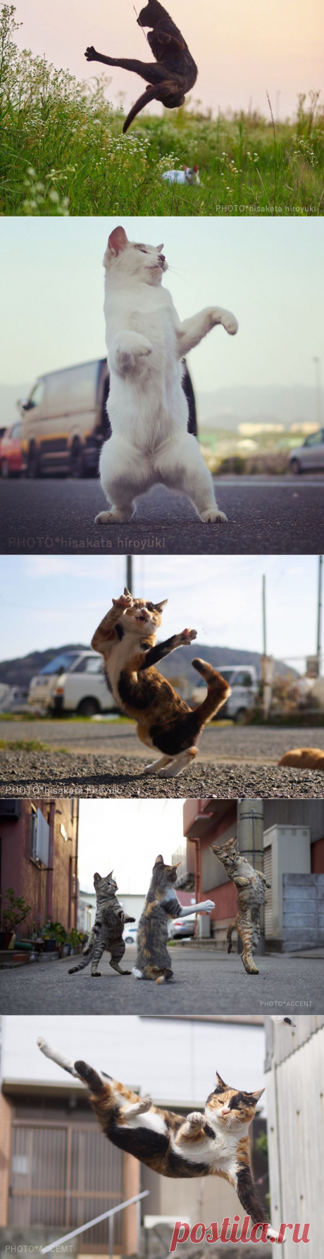 Ниндзя-коты от японского фотографа Хисаката Хироюки | | Доза настроения