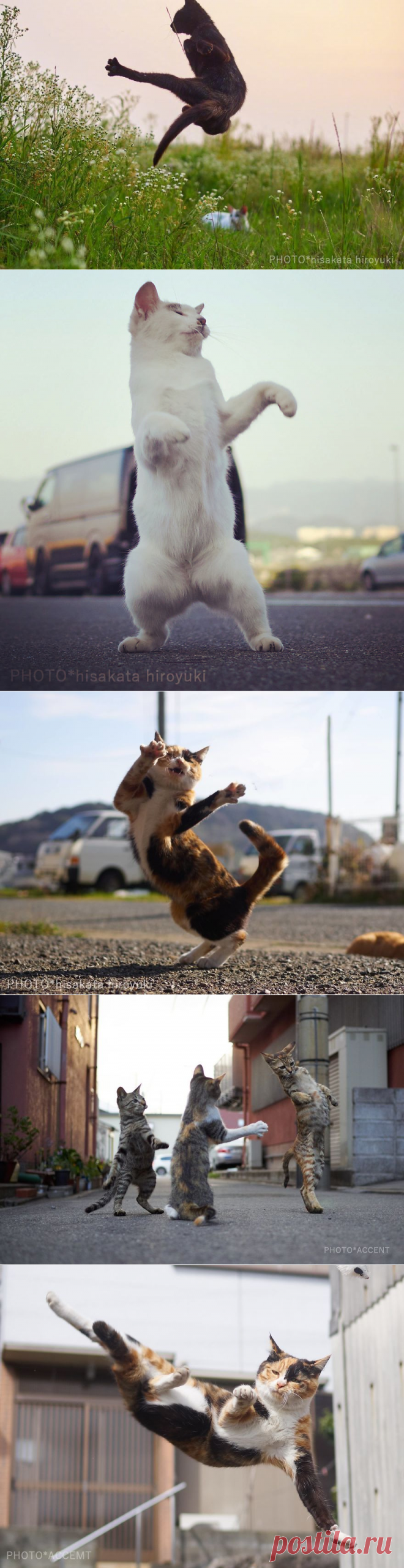 Ниндзя-коты от японского фотографа Хисаката Хироюки | | Доза настроения