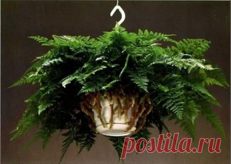 (1) Одноклассники