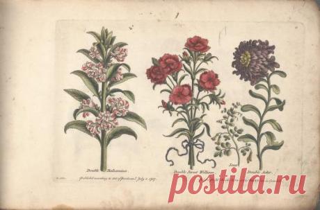 The florist, or, An extensive and curious collection of flowers, for the imitation of young ladies, either in drawing or in needle?workby A. Heckle. : Heckel, Augustin, : Free Download, Borrow, and Streaming : Internet Archive