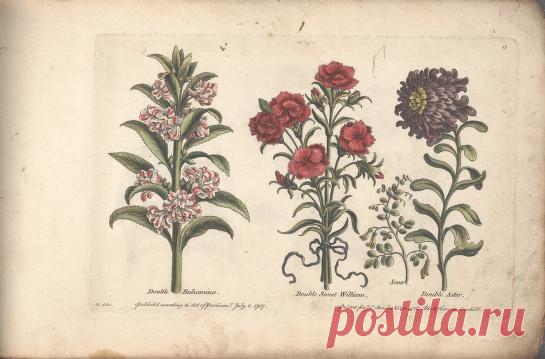 The florist, or, An extensive and curious collection of flowers, for the imitation of young ladies, either in drawing or in needle?workby A. Heckle. : Heckel, Augustin, : Free Download, Borrow, and Streaming : Internet Archive