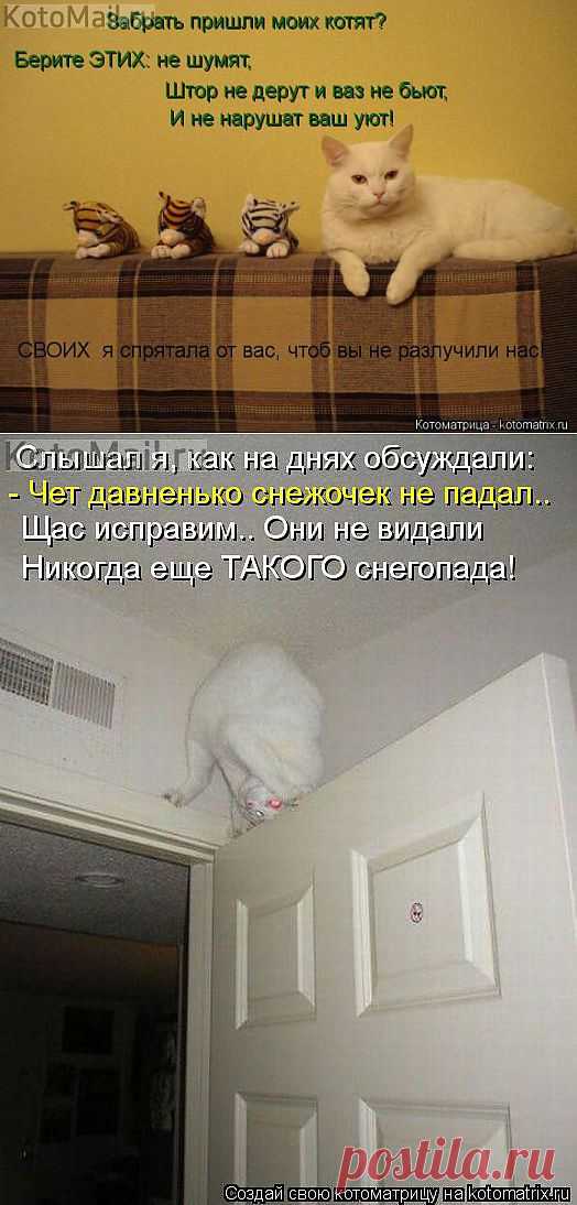 Бел, пушист и удивлен! | KotoMail.ru