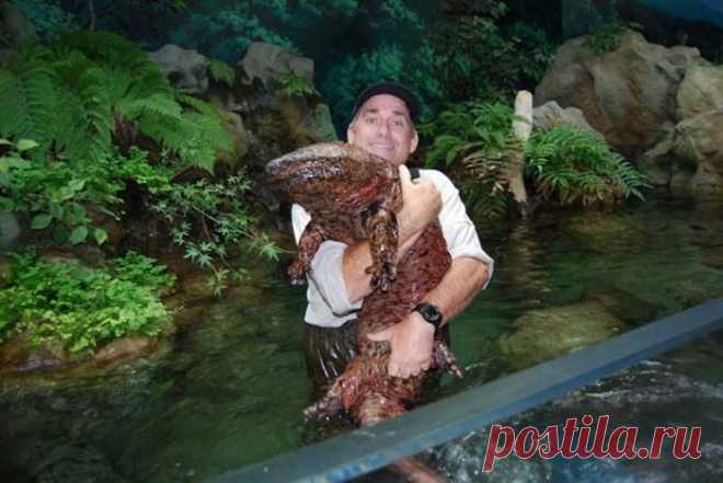 20 самых странных и необычных животных нашей планеты, которых вы точно не видели - Исполинская саламандра