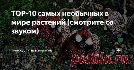 TOP-10 самых необычных в мире растений (смотрите со звуком)