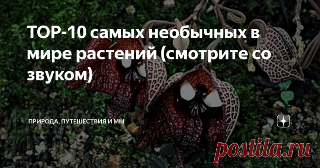TOP-10 самых необычных в мире растений (смотрите со звуком)