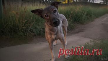 Успеть добежать - OGADANIE.RU