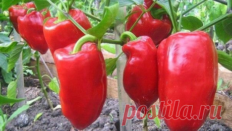 #ОвощеводствоПарники

Десять причин, почему перец не цветёт.

1. Если перец долго не дает бутонов, значит, вы перекормили его азотными удобрениями, в том числе настоем сорняков или навоза, который ему вообще противопоказан.

2. Если перец цветет, но завязей не образует– не происходит опыления при высокой влажности, слишком высокой температуре воздуха в теплице, при сильном похолодании (ниже 12°C). 

3. Применяйте препараты «Бутон» или «Завязь». Опрыскивать растворами надо ...