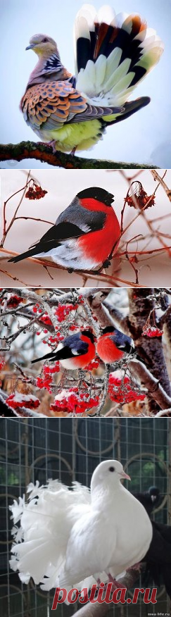 (43) Одноклассники