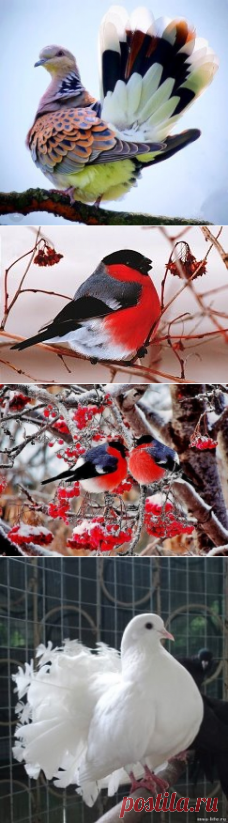 (43) Одноклассники