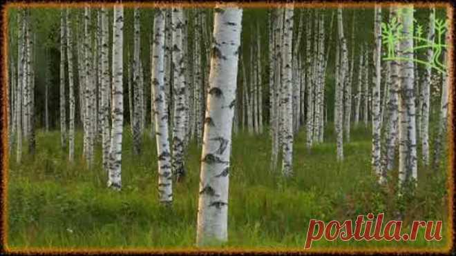 3 часа! Синица и Соловей Пение птиц в берёзовой роще