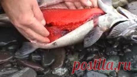(2) Одноклассники