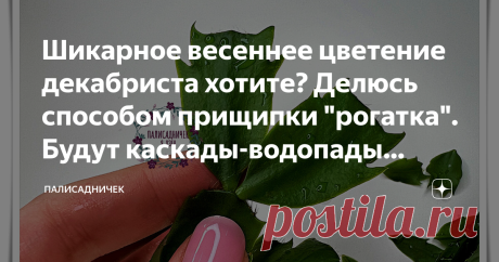 Шикарное весеннее цветение декабриста хотите? Делюсь способом прищипки "рогатка". Будут каскады-водопады цветов к маю Даже если не формировать декабрист и не прищипывать его вообще, в цветении он будет великолепен. Но мы же хотим не просто великолепия. Нам ярусы, каскады, водопады цветов подавай. Расскажу о способе, который поможет максимально приблизиться к этой цели и получить цветущий шедевр. И, кстати, поторопитесь. Если всё сделаете правильно, в мае будете на лаврах п...
