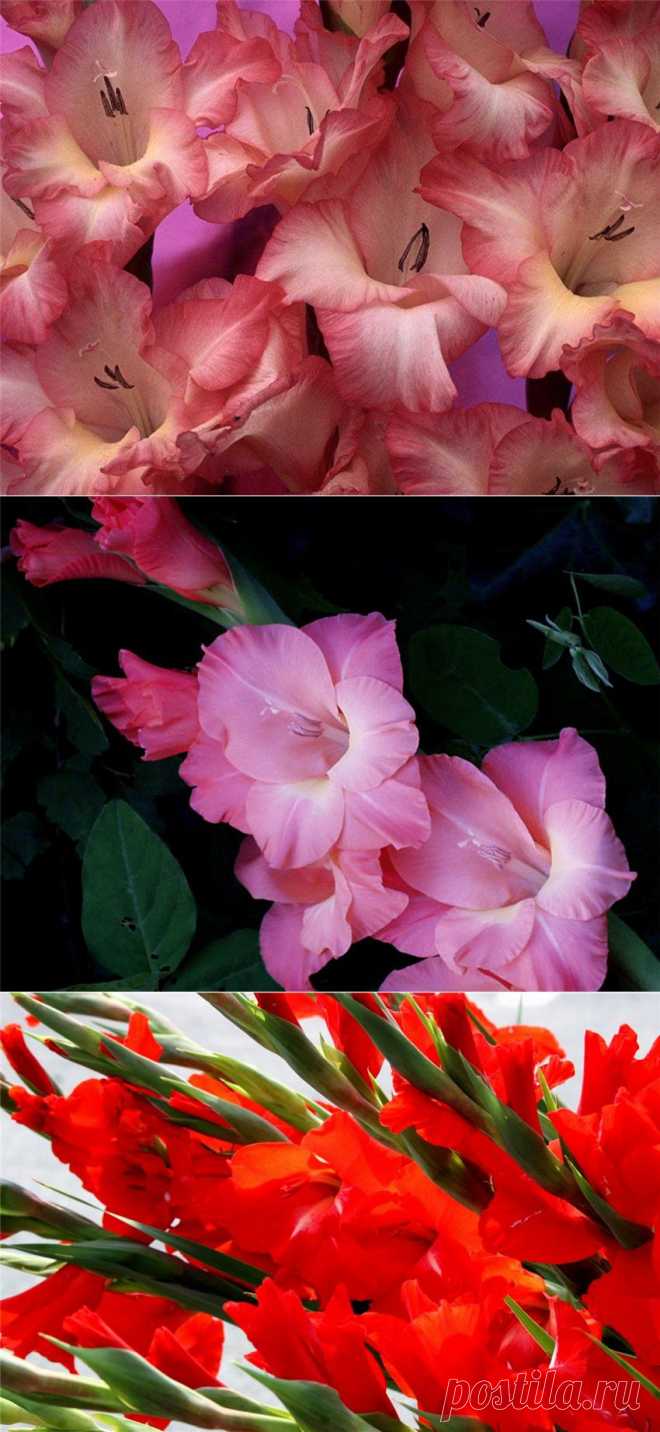 Восхитительные Гладиолусы.