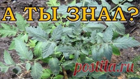 Почему помидоры "жируют" и что делать?