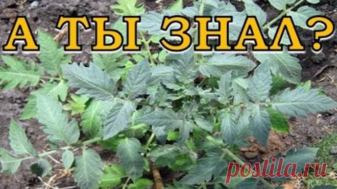 Почему помидоры 