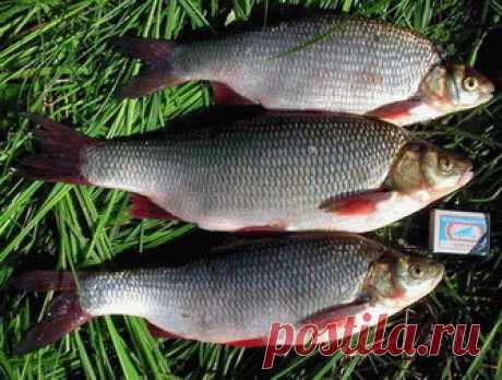 Язь рыба моей мечты!