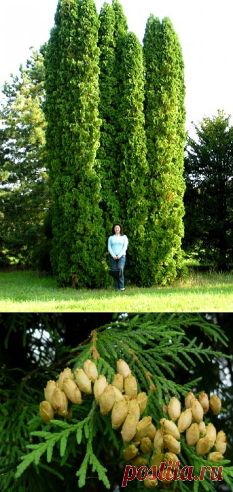 Живая изгородь из туи сортов Брабант и Смарагд: фото и советы по посадке и уходу