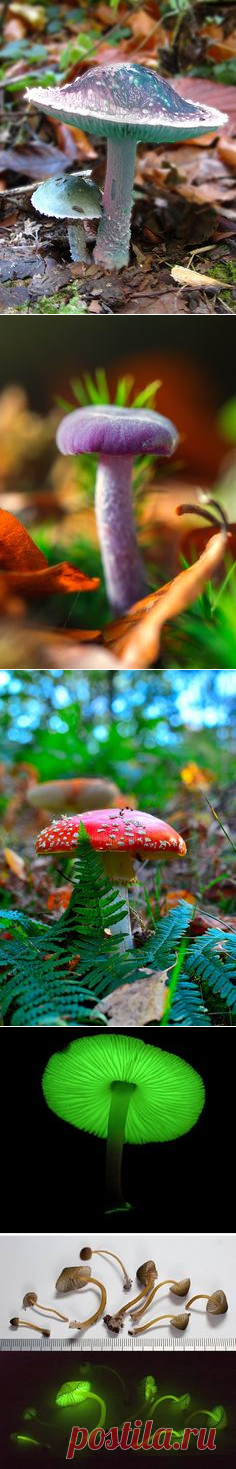 (1070) Mushroomclimber | Amazing Pictures - Amazing Pictures, Images, Photography from Travels All Aronud the World | Mushrooms