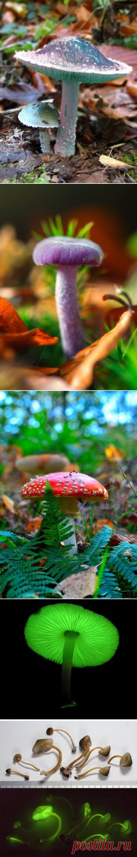 (1070) Mushroomclimber | Amazing Pictures - Amazing Pictures, Images, Photography from Travels All Aronud the World | Mushrooms