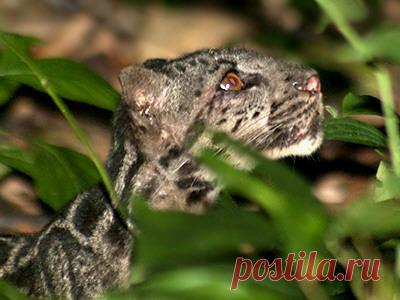 Зондский дымчатый леопард — Neofelis diardi