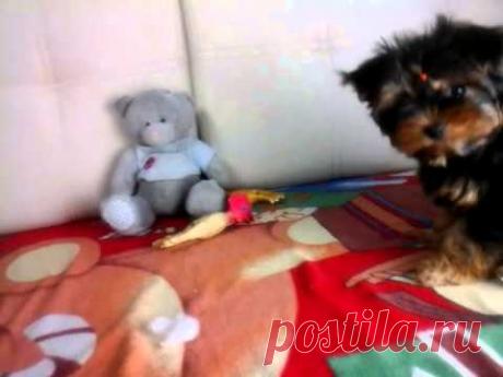 как отучить щенка грызть предметы и провода