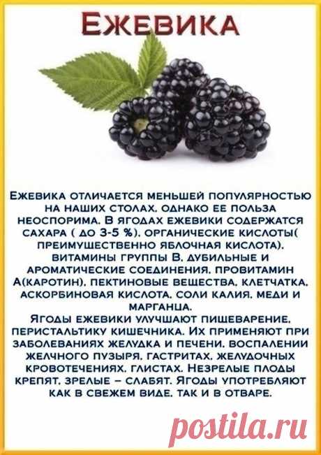 Ежевика - полезные свойства