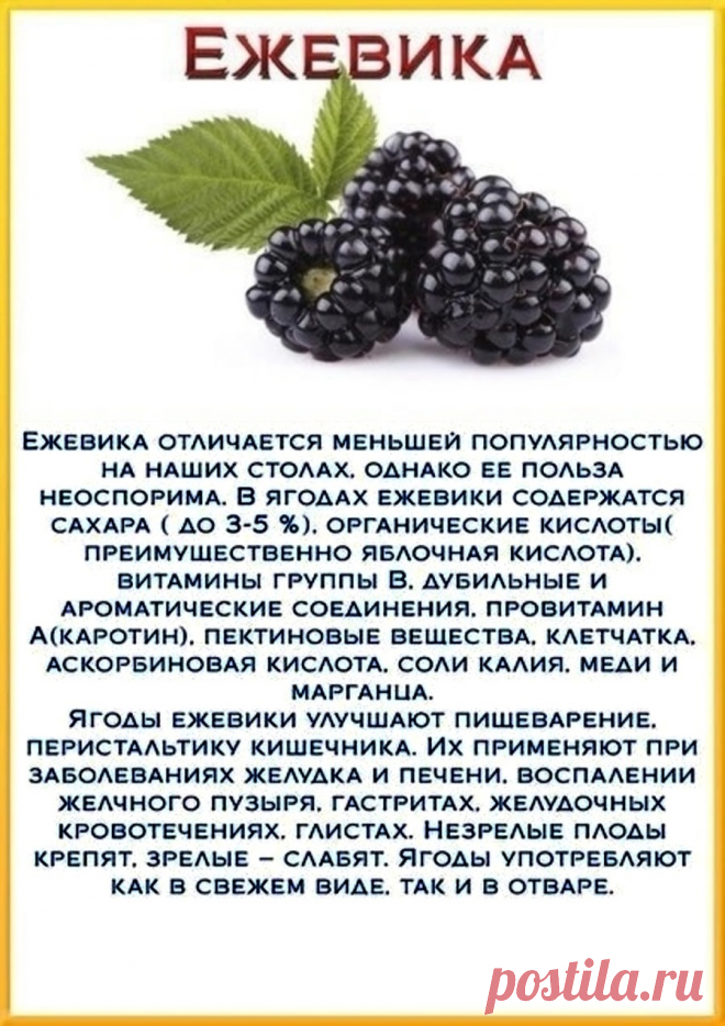 Ежевика - полезные свойства