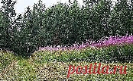 ЗАГОТОВКА ИВАН - ЧАЯ. Личный опыт из поселения.
 
Где-то прочитал информацию, что в 19 веке Копорский чай или Иван-чай поставлялся русскими купцами на экспорт в Европу в огромных количествах и очень высоко в Европе ценился. Да и наши пра-прадедушки и прабабушки сидя за столом с самоваром, наверняка пили не черный индийский, а этот замечательный, исконно русский чай. Захотелось возродить традицию приготовления Копорского чая, и вот, решив попробовать приготовить чай своими ...