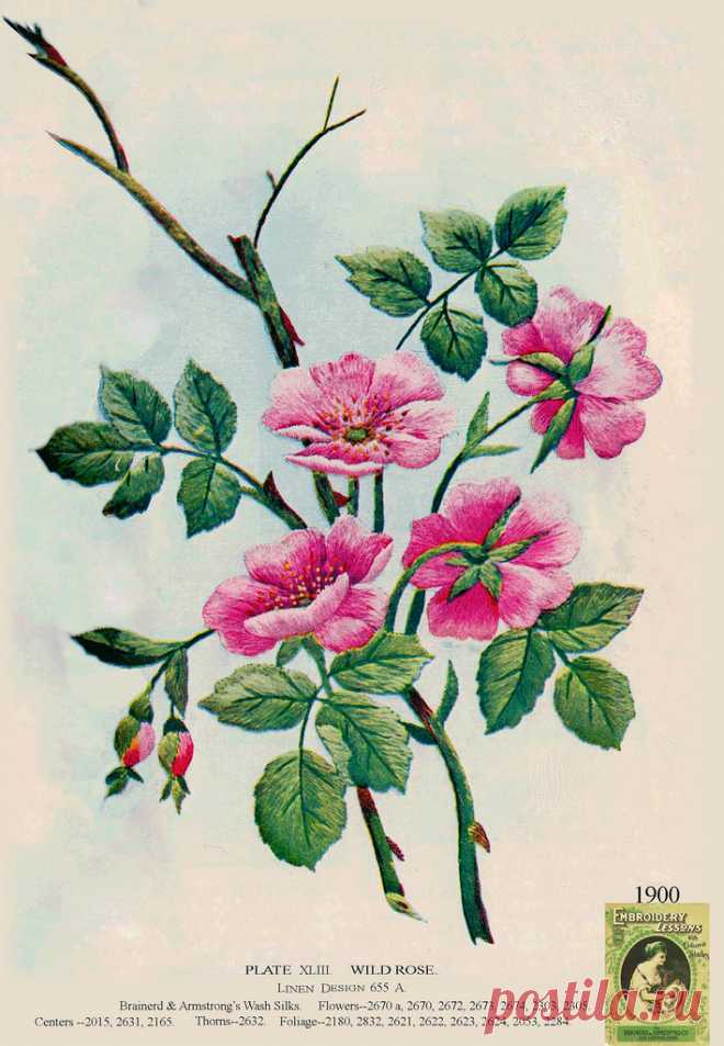 Brainerd & Armstrong  XLIII 1900