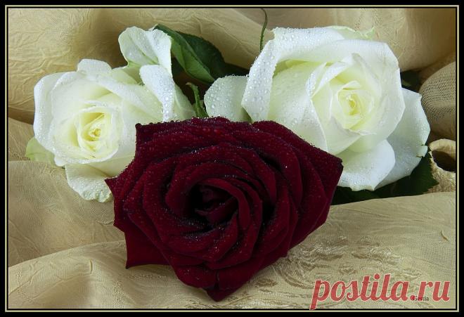 s-1728.jpg (1275×872)