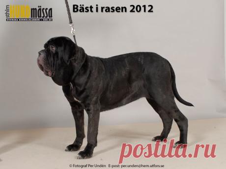 MASTINO NAPOLETANO Domare: BOSCH BAS, BELGIEN DOGS OF DARK PRIMO VICTORIA Ägare: ENGELIN MY, STRÖMSTAD Uppfödare: HANSEN JON REMI, ENGELIN MY, STRÖMSTAD