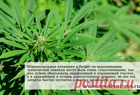 Как открыть бизнес по выращиванию технической конопли