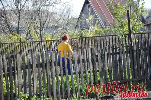 Бабушкины советы по применению золы в саду-огороде