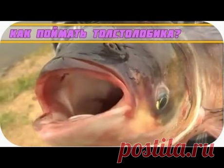 &gt;&gt; Как поймать толстолобика? | Видео