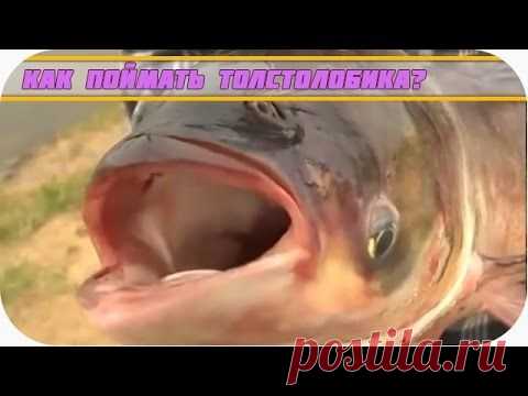 >> Как поймать толстолобика? | Видео