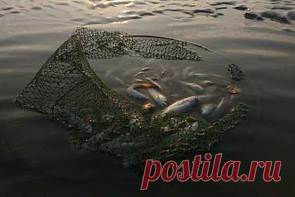 Франция отправила Украине рыболовные сети для противодействия БПЛА.