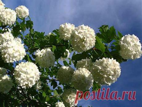 КАЛИНА БУЛЬДЕНЕЖ - ВЕЧНАЯ НЕВЕСТА.