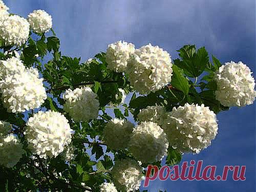 КАЛИНА БУЛЬДЕНЕЖ - ВЕЧНАЯ НЕВЕСТА.